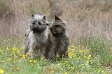 CAIRN TERRIER 623